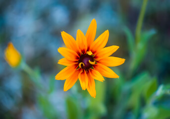 Obraz premium Rudbeckia hirta yellow flowers in a summer garden. Black-eyed Susan plants in flowering season.