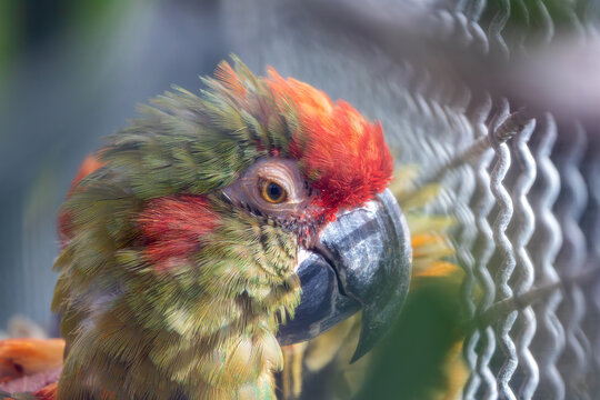 Red-fronted Macaw (Ara rubrogenys) in Bolivia