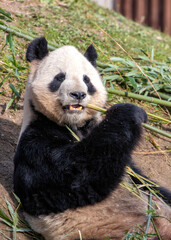 Obraz premium Giant Panda (Ailuropoda melanoleuca) in China