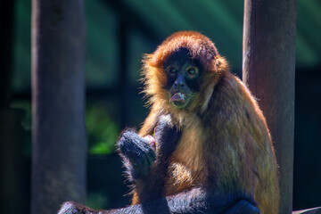 Geoffroy's Spider Monkey (Ateles geoffroyi) in Central America