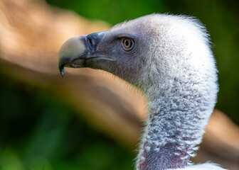 Griffon Vulture (Gyps fulvus) in Gambia