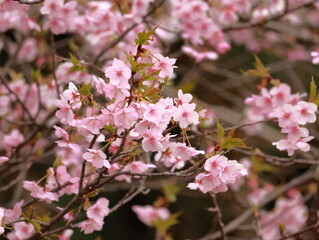 Fototapeta premium The plum blossoms are in full bloom now