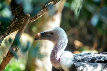Griffon Vulture (Gyps fulvus) in Gambia