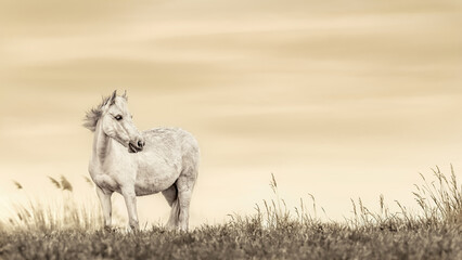 A White Horse On A Windy Day