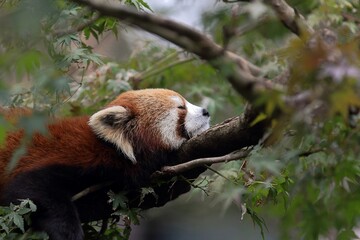 Fototapeta premium 樹上で寝るレッサーパンダ
