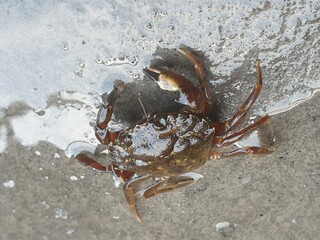 crab on the beach