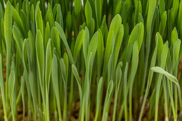 Fototapeta na wymiar Dense cluster of slender green grass-like microgreens