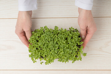 Hands holding a tray of green and purple shaded microgreens