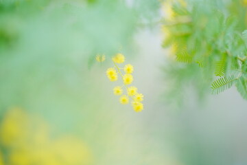 美しいミモザ
