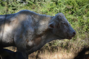 Vaca