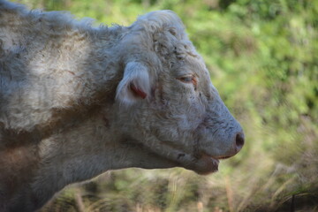 Fototapeta premium Vaca