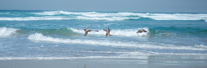 birds against a drammatic sea of el tabo beach, valparaiso, chile