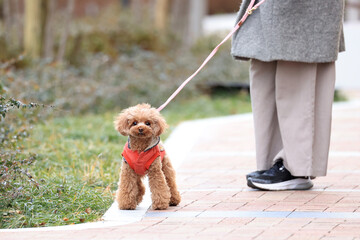 公園をお散歩中のトイプードル