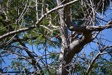 Pájaro carpintero en árbol seco en Nayarit