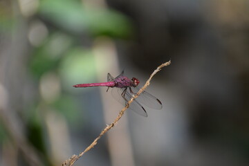 Red dragonfly