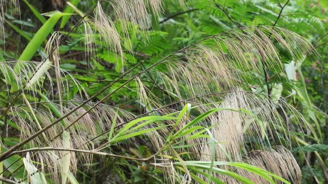 Thysanolaena latifolia (Rumput awis, rumput buluh, tiger grass). This plant is usually used as animal feed, broom material and to prevent landslides