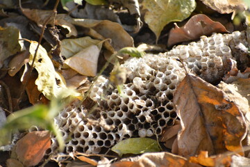 Trozo de panal