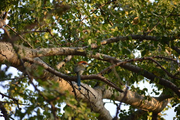 Pájaro exótico silvestre