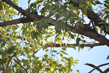 Árbol