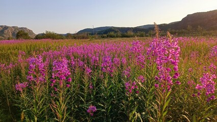 Obraz premium Fireweed flowers mountains plants travel sunny day nature ecological pink flowers field landscape grass freedom calm relaxation vertical vacation