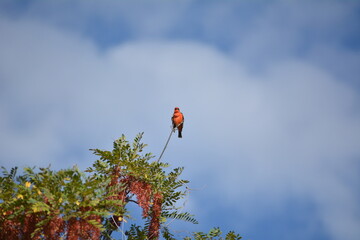 Atrapamoscas rojo en rama de árbol 