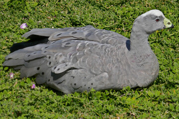 Canadian Cape Karen Goose rests on the mossy  slopes of the Nobbies Phillip Island