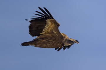 Buitre leonado en la Sierra de Guadarrama en Madrid