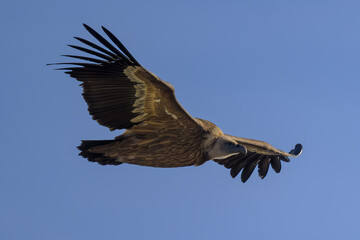 Fototapeta premium Buitre leonado en la Sierra de Guadarrama en Madrid