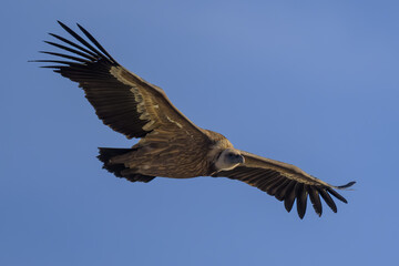 Buitre leonado en la Sierra de Guadarrama en Madrid