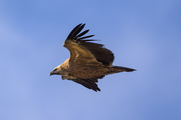 Buitre leonado en la Sierra de Guadarrama en Madrid