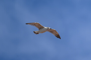 Gaviota volando en Ribadesella