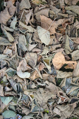 many fallen leaves on the ground