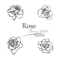 vector sketch of rose petals.