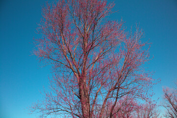 tree in winter
