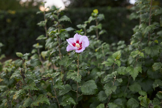 Hardy Hibiscus Flower. Pink flower surrounded by green leaves. 