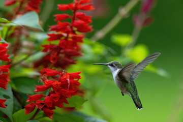 hummingbird in flight feeding on flower in lush vegetation in summer.