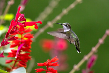 hummingbird feeding on a flower against green blurry background in summer.