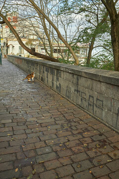 Orange cat on a stone bridge.