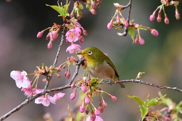 メジロと河津桜