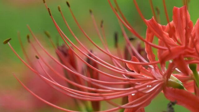 秋になり彼岸花の花が咲き誇り見ごろを迎えた