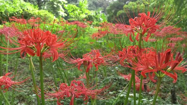 秋になり彼岸花の花が咲き誇り見ごろを迎えた