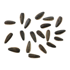 Fresh raw sunflower seeds isolated transparent