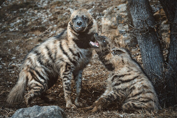 Striped hyena (Hyaena hyaena) with broad head and dark eyes