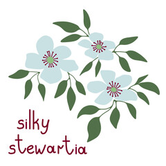 Stewartia white flowers - 738997906