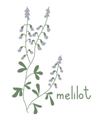 Melilot flower vector - 738997910