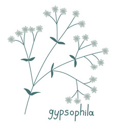 Gypsophila vector illustration - 738997912