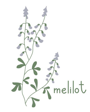 Melilot flower vector