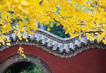 Ancient buildings and ginkgo trees at Dinglin Temple, Fulai Mountain, Rizhao, Shandong, China. The temple has a history of 1,500 years.