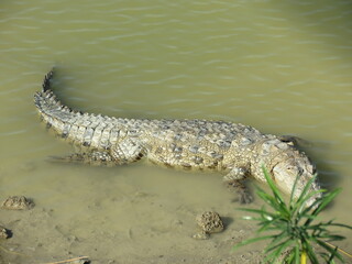 alligator resting in the swamp