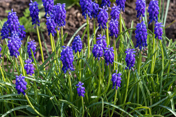 Grape hyacinths in bloom. Hyacinthus muscari. Armenian grape hyacinth (Muscari armeniacum).